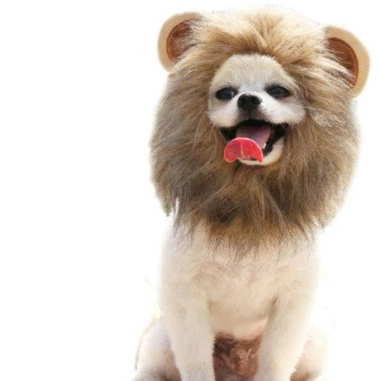 Leeuwenmanen voor kleine hond